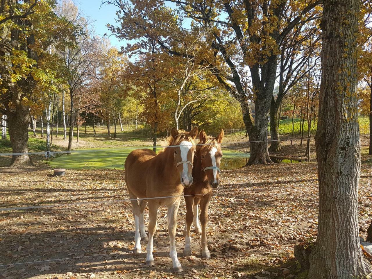 Villa Cheval Aukštadvaris エクステリア 写真