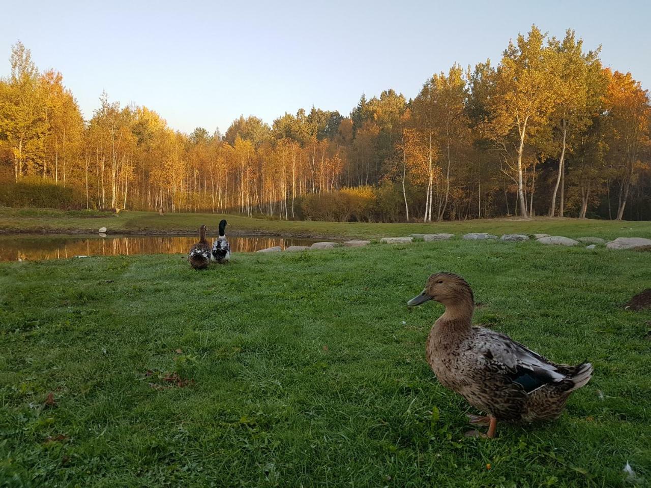 Villa Cheval Aukštadvaris エクステリア 写真